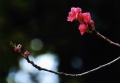 全日本写真連盟 TPF支部 2013年04月度・例会 優秀作品