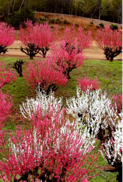 qq u_ސ쌧̗ۖؓv