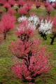 qq u_ސ쌧̗ۖؓv