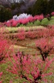 qq u_ސ쌧̗ۖؓv